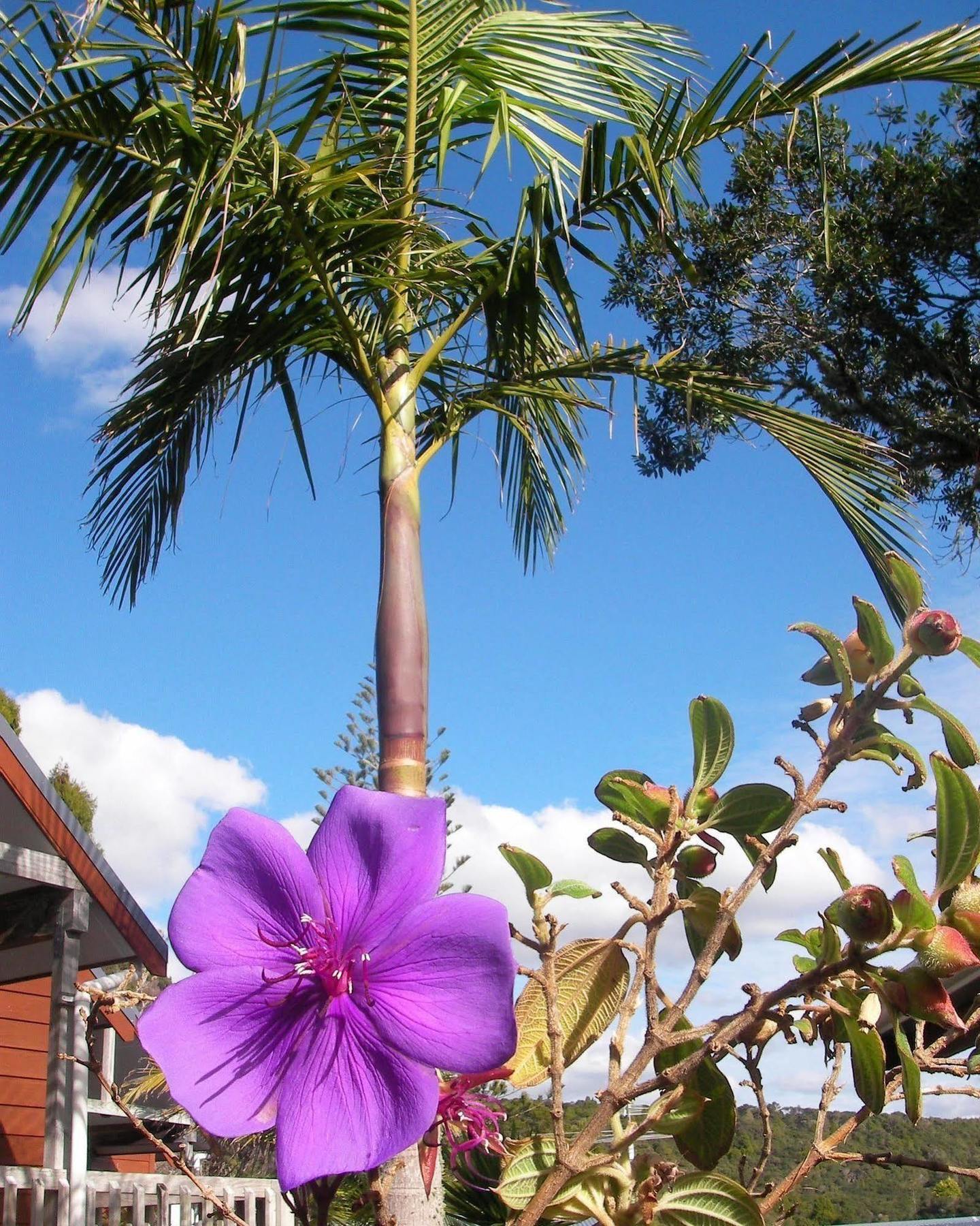 Bay Cabinz Motel Paihia Luaran gambar